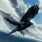 Crow